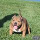 American Bully Puppies for sale in Bowling Green, FL 33834, USA. price: NA