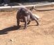 American Bully Puppies for sale in Asheville, NC, USA. price: $300