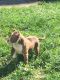 American Bully Puppies for sale in Royal Oak, MI 48073, USA. price: NA
