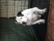 American Bully Puppies for sale in Garland, TX, USA. price: NA