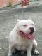 American Bully Puppies for sale in Hialeah, FL 33015, USA. price: $1,100