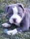 American Bully Puppies for sale in Gainesville, FL 32608, USA. price: NA