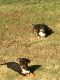 American Bully Puppies for sale in Jackson, TN, USA. price: NA