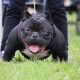 American Bully Puppies for sale in Kansas City, KS, USA. price: NA