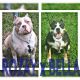 American Bully Puppies for sale in Palm Beach, FL, USA. price: NA