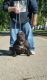 American Bully Puppies for sale in Sterling, IL 61081, USA. price: NA