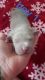 American Bully Puppies for sale in Columbiaville, MI 48421, USA. price: NA