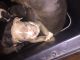 American Bully Puppies for sale in Albany, NY, USA. price: NA