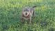 American Bully Puppies for sale in Spring Hill, FL 34609, USA. price: $1,800