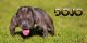 American Bully Puppies for sale in Midland, TX, USA. price: NA