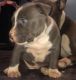 American Bully Puppies for sale in NJ-38, Cherry Hill, NJ 08002, USA. price: NA