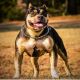 American Bully Puppies for sale in Grand Prairie, TX, USA. price: $500