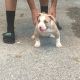 American Bully Puppies for sale in Winter Springs, FL, USA. price: NA