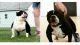 American Bully Puppies for sale in Canton, OH 44710, USA. price: $1,500