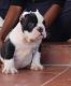 American Bully Puppies for sale in Redondo Beach, CA 90278, USA. price: NA