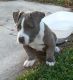 American Bully Puppies for sale in Lakewood Park, FL, USA. price: NA