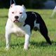 American Bully Puppies for sale in Berea, KY 40403, USA. price: NA