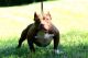 American Bully Puppies for sale in Ridgeway, VA 24148, USA. price: $2,000