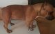 American Bully Puppies for sale in Minneapolis, MN, USA. price: $600