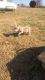 American Bully Puppies for sale in Morganton, NC 28655, USA. price: NA