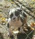 American Bully Puppies for sale in Eau Claire, WI 54701, USA. price: NA