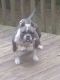 American Bully Puppies for sale in Richmond, VA, USA. price: NA