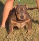 American Bully Puppies for sale in Spring Hill, FL 34609, USA. price: $1,200