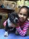 American Bully Puppies for sale in Yonkers, NY, USA. price: $1,500