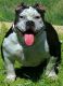 American Bully Puppies for sale in Elizabethport, NJ 07206, USA. price: NA