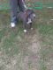 American Bully Puppies for sale in South St, Millville, NJ 08332, USA. price: $600