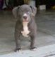American Bully Puppies for sale in Newberry, FL, USA. price: NA