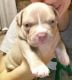 American Bully Puppies for sale in Salem, OH 44460, USA. price: NA