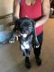 American Bully Puppies for sale in Reynoldsburg, OH, USA. price: NA