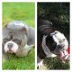 American Bully Puppies for sale in Beverly Hills, CA 90210, USA. price: NA
