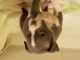 American Bully Puppies for sale in 1220 Gordon Rd, Lyndhurst, OH 44124, USA. price: NA