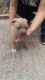American Bully Puppies for sale in Graniteville, SC, USA. price: NA