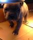 American Bully Puppies for sale in Dos Palos, CA 93620, USA. price: NA