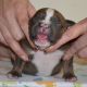 American Bully Puppies for sale in Pinconning, MI 48650, USA. price: $1,200