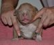 American Bully Puppies for sale in Pinconning, MI 48650, USA. price: $1,200