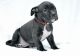 American Bully Puppies for sale in Lake Ronkonkoma, NY, USA. price: NA