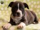 American Bully Puppies for sale in California St, San Francisco, CA, USA. price: NA