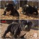 American Bully Puppies for sale in Stoneville, NC 27048, USA. price: NA