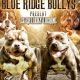American Bully Puppies for sale in Vinton, VA 24179, USA. price: NA