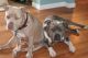 American Bully Puppies for sale in Venice, FL, USA. price: NA