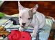 American Bully Puppies for sale in 2780 Randall Ave, Bronx, NY 10465, USA. price: NA