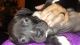 American Bully Puppies for sale in Tucson, AZ, USA. price: $150