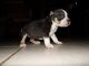 American Bully Puppies for sale in Lorain, OH, USA. price: $1,000