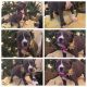 American Bully Puppies for sale in Dover, DE 19904, USA. price: NA
