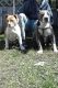 American Bully Puppies for sale in Pisgah, AL 35765, USA. price: NA