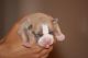 American Bully Puppies for sale in Runnemede, NJ 08078, USA. price: NA